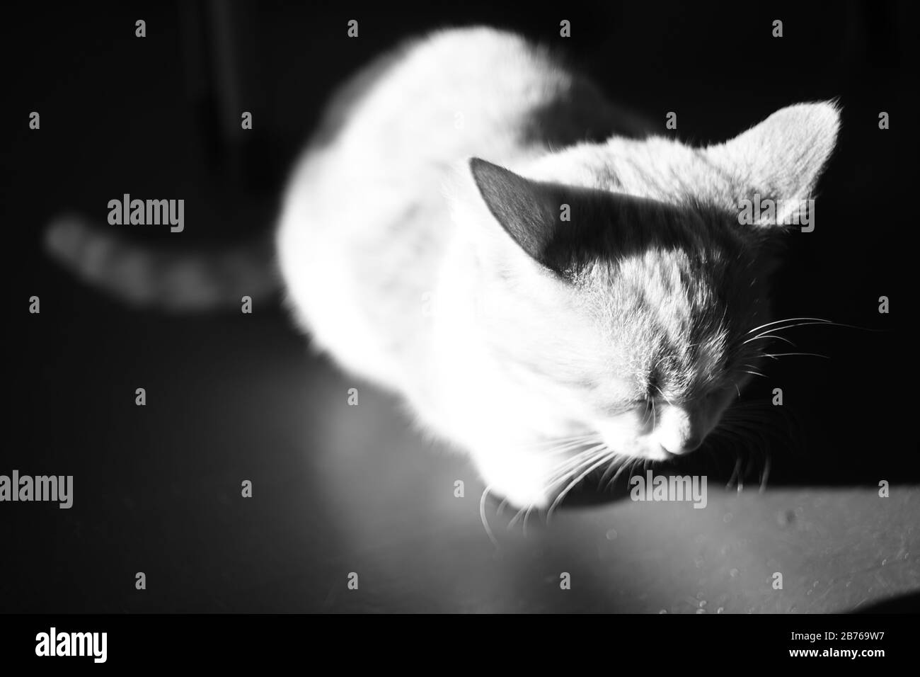 Sleepy kitten sits in a dark room in a full moon light. Bw photo Stock