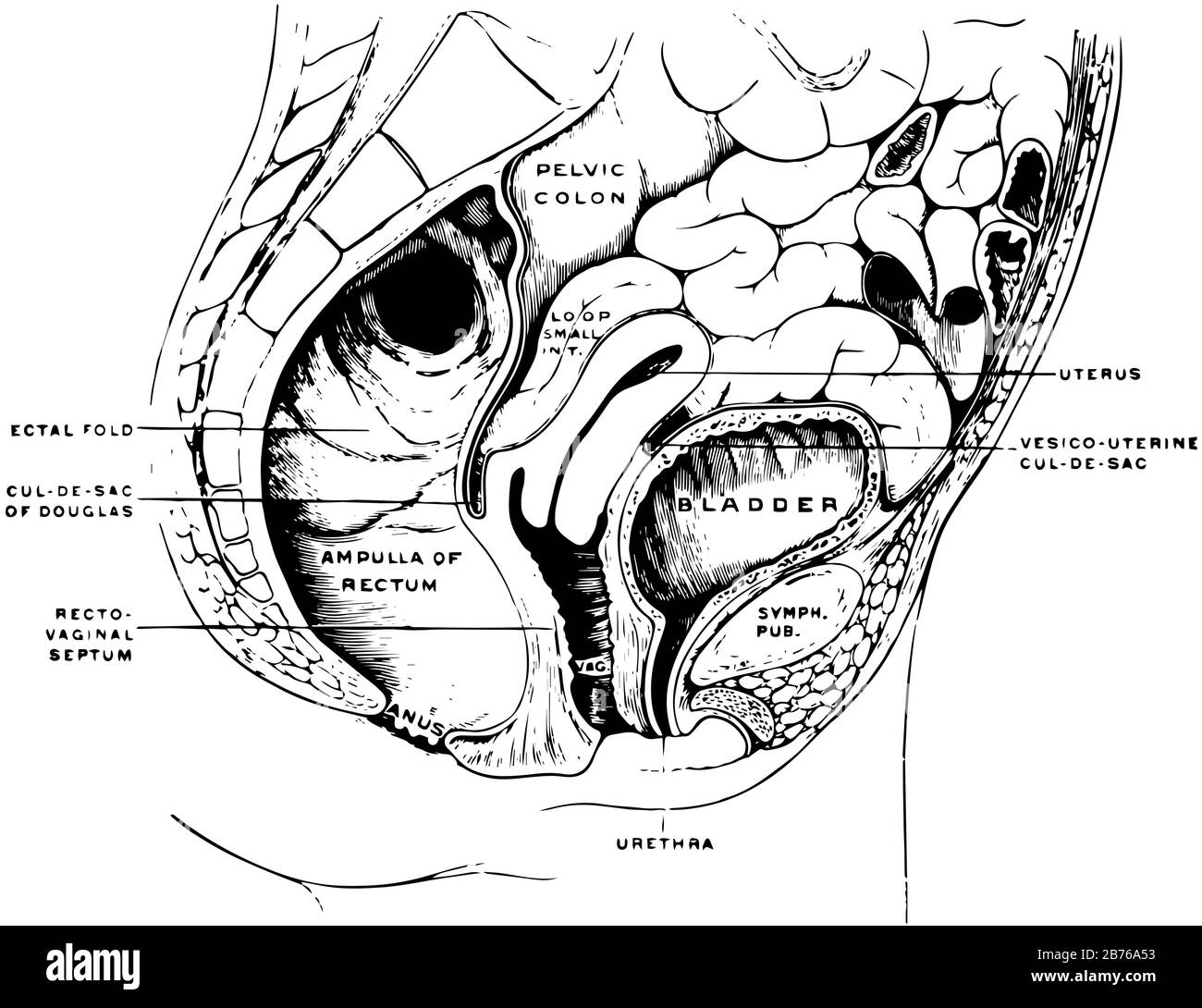 This illustration represents female Pelvis, vintage line drawing or engraving illustration. Stock Vector