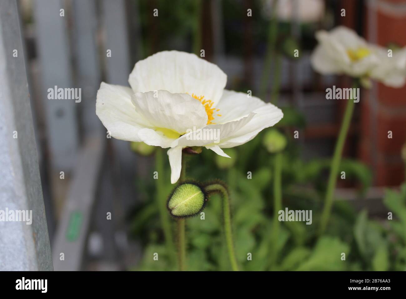 The picture shows icelandic poppy in the garden Stock Photo