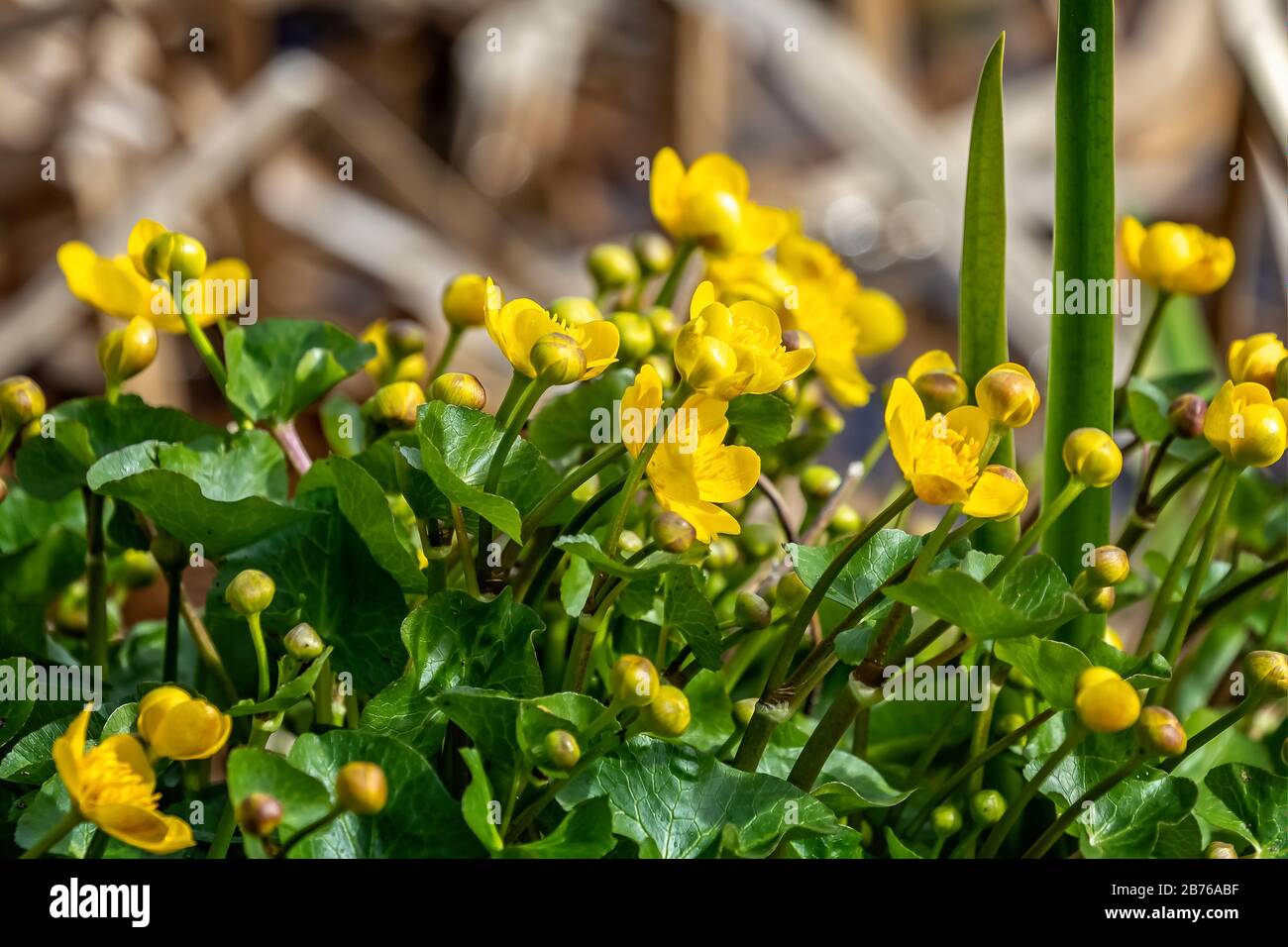 Blooming marsh marigolds hires stock photography and images Alamy