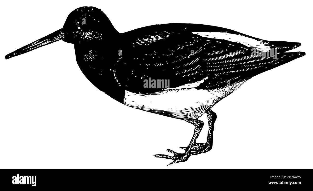 Oystercatcher is powerful for opening mussels, vintage line drawing or