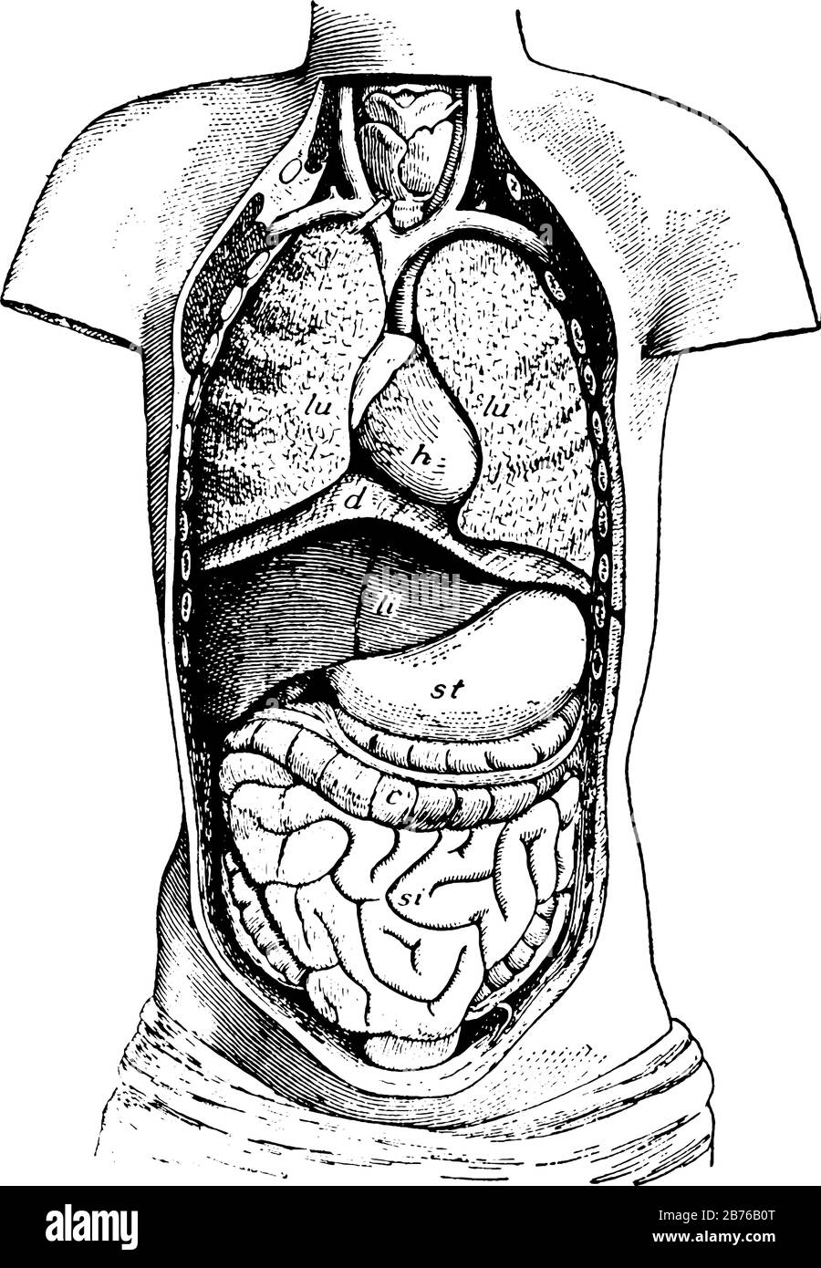 Diagram Of The Body Opened From The Front To Show The Contents Of The Ventral Cavity Vintage Line Drawing Or Engraving Illustration Stock Vector Image Art Alamy