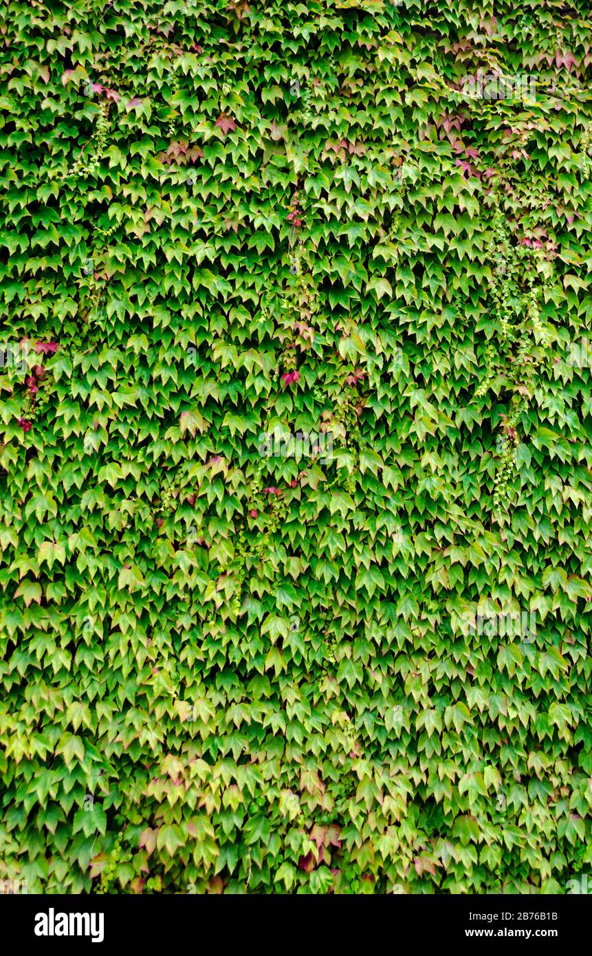 The wall of a house completely covered with ivy Stock Photo