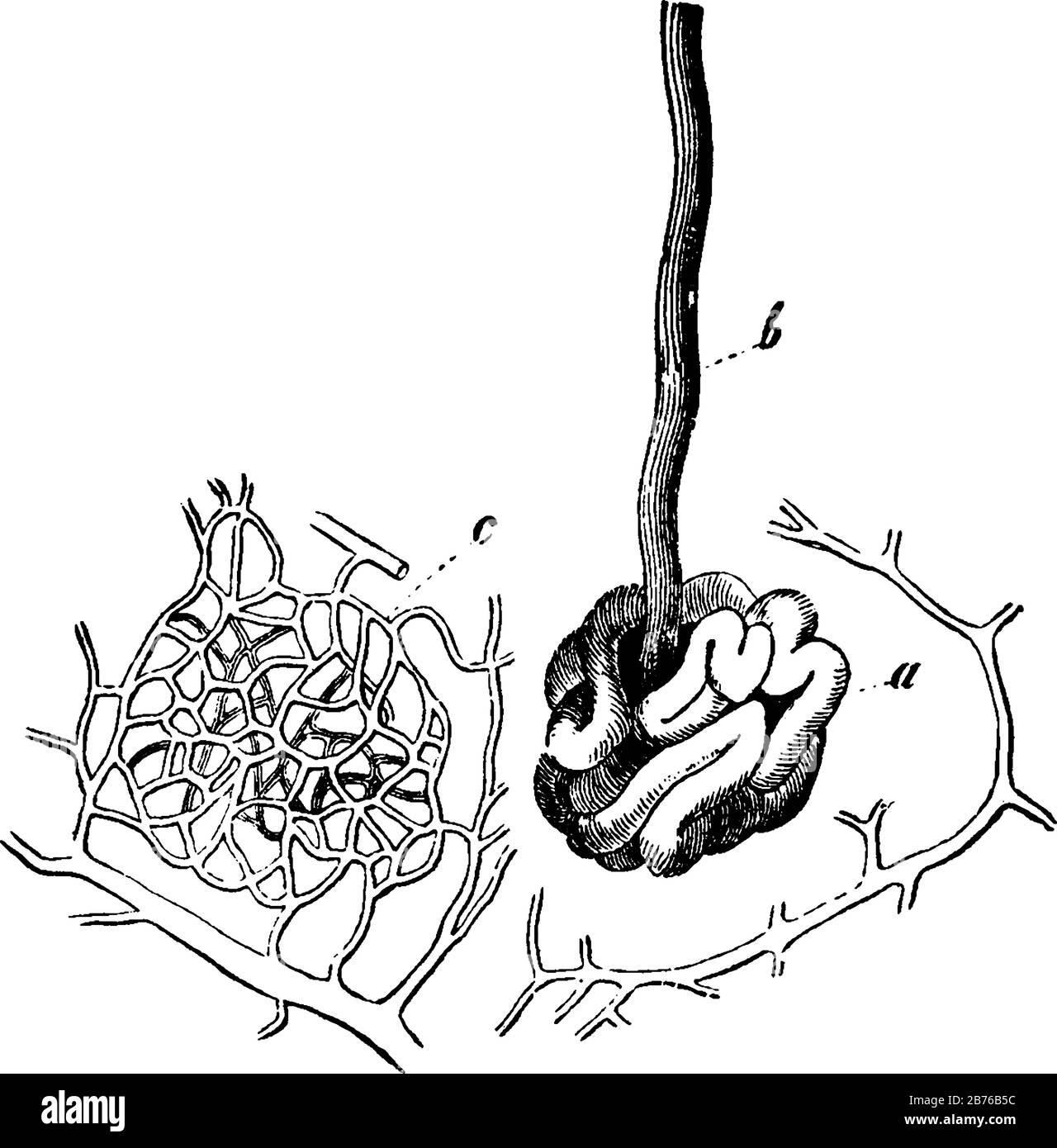 Sweat gland hires stock photography and images Alamy