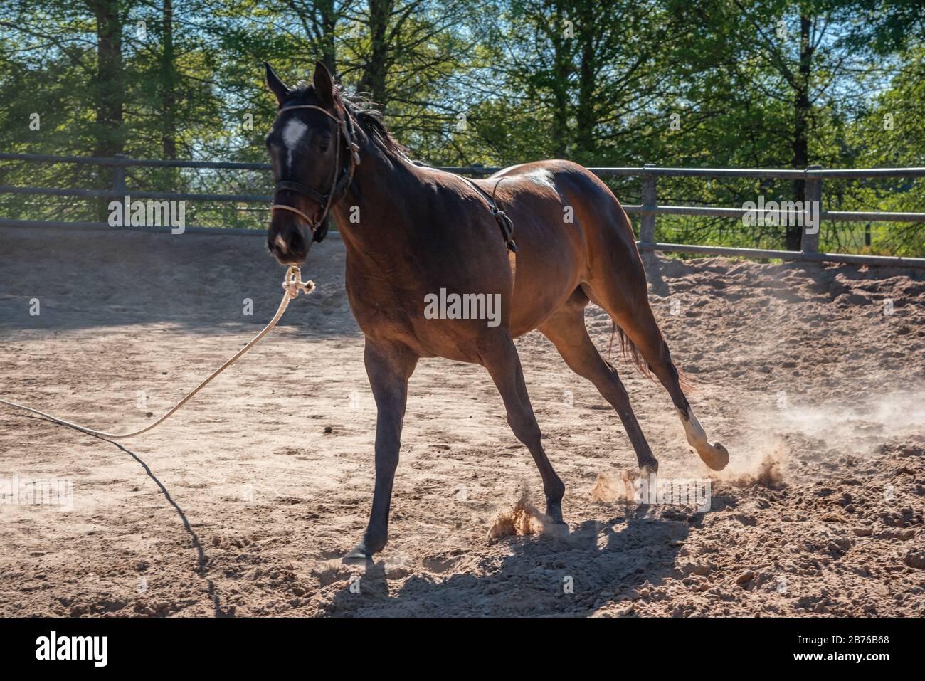 A horse training running in circles in a sandy terrain with trees in