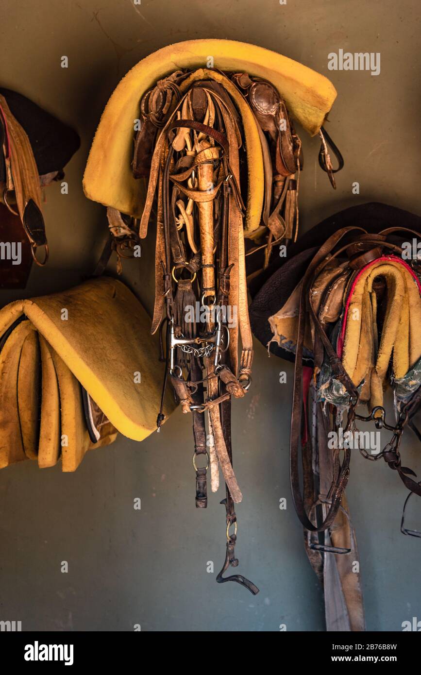 Saddles, and leather horse bridles and bits hanging on wall of stable