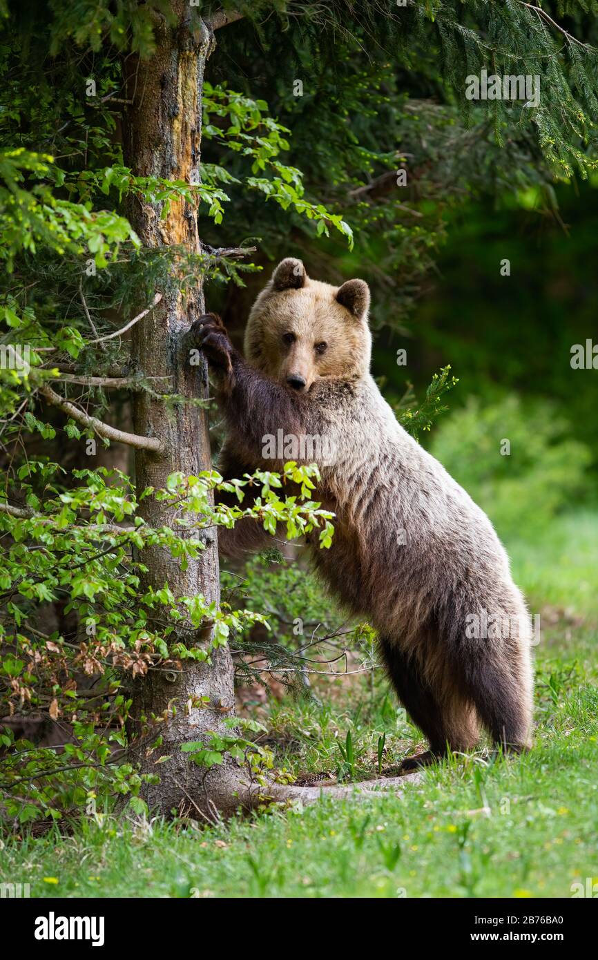 Curious brown bear standing in upright position and touching tree in spring Stock Photo