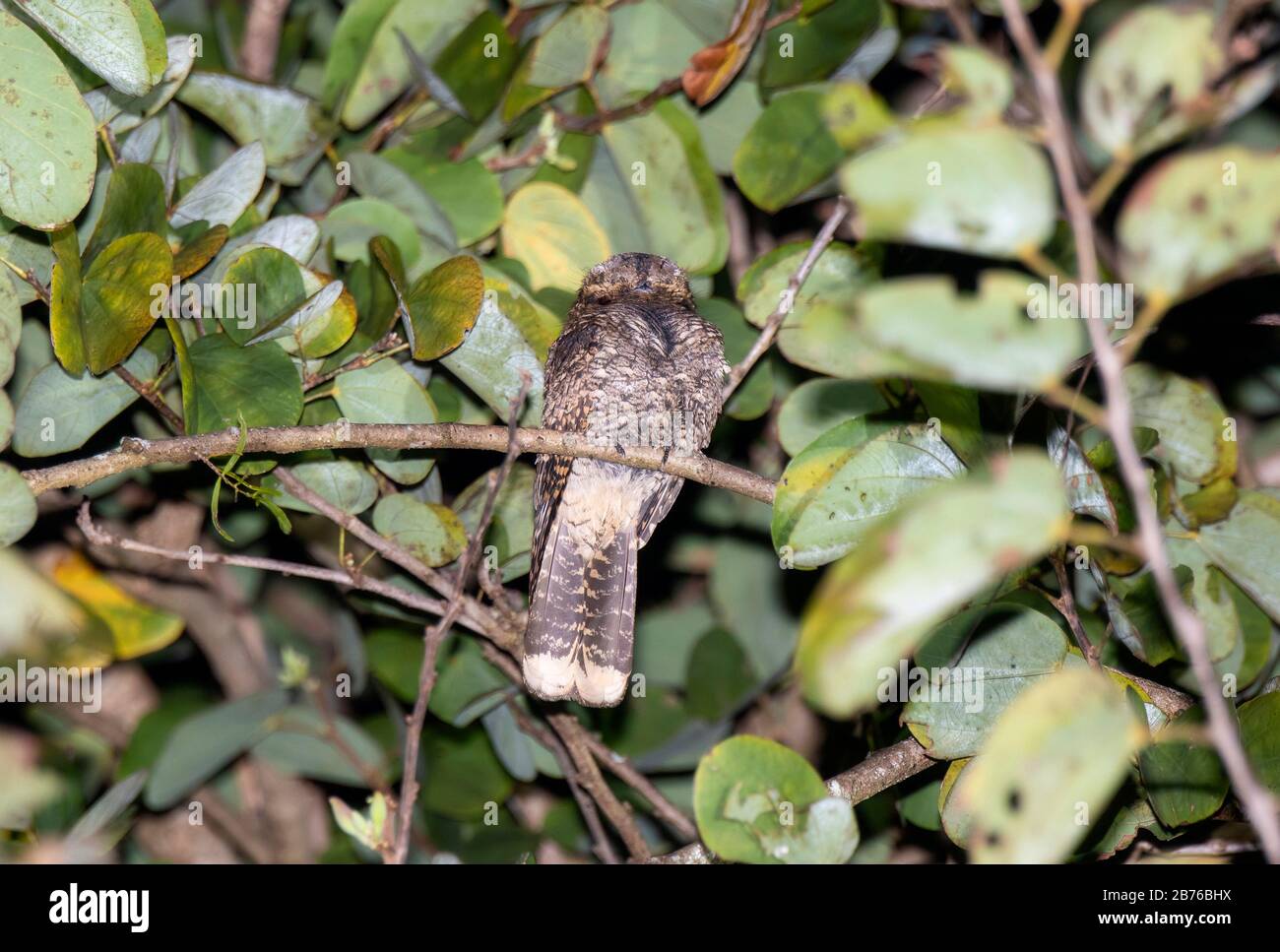 Mexican Whip-poor-will (Antrostomus arizonae) Perched Asleep on a Branch in Jalisco, Mexico Stock Photo
