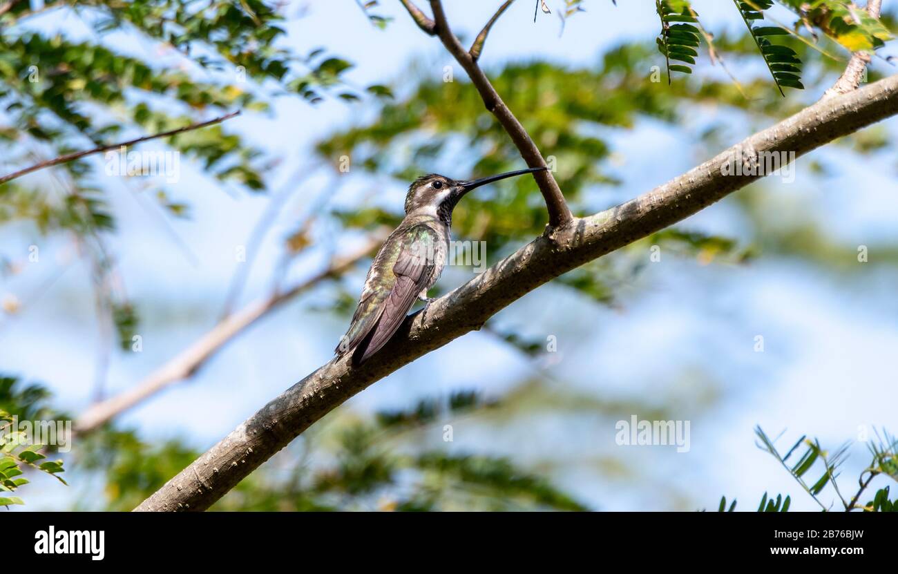 Plain-capped Starthroat (Heliomaster constantii) Perched on a Branch of a Large Tree in Jalisco, Mexico Stock Photo