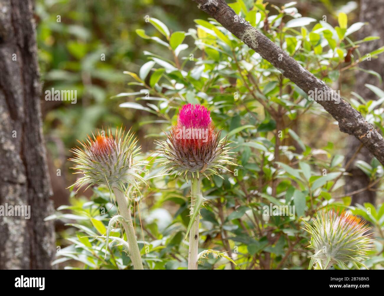 Bright Magenta and Orange Thistle (Genus Cirsium) in a Forest in Jalisco, Mexico Stock Photo