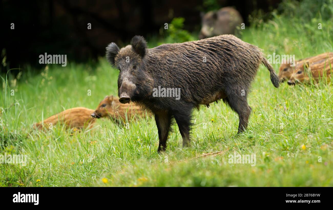 Dangerous female wild boar protecting her little young piglets in springtime. Stock Photo