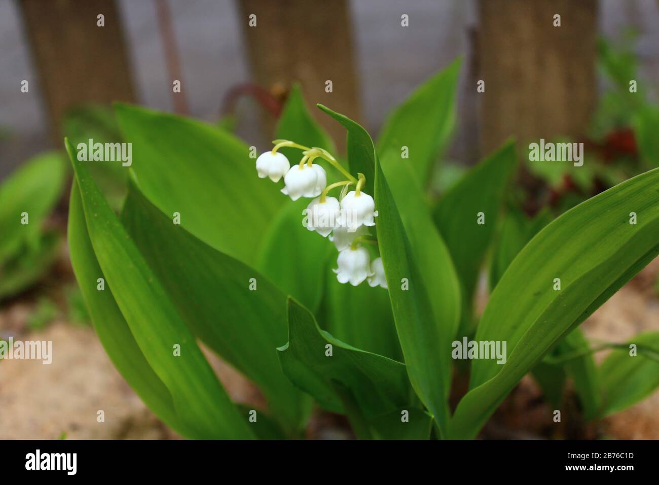 The picture shows lily of the valley in the garden Stock Photo - Alamy