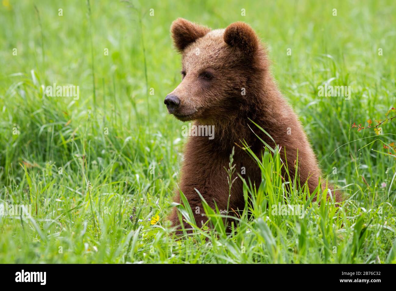 Adorable brown bear cub sitting in spring nature with green blurred background. Stock Photo