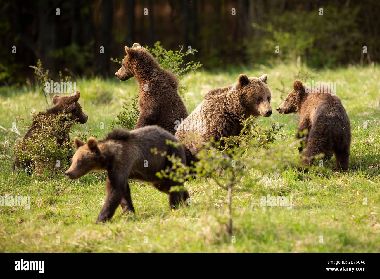 Family of brown bears with adult mother and four cubs playing on meadow ...