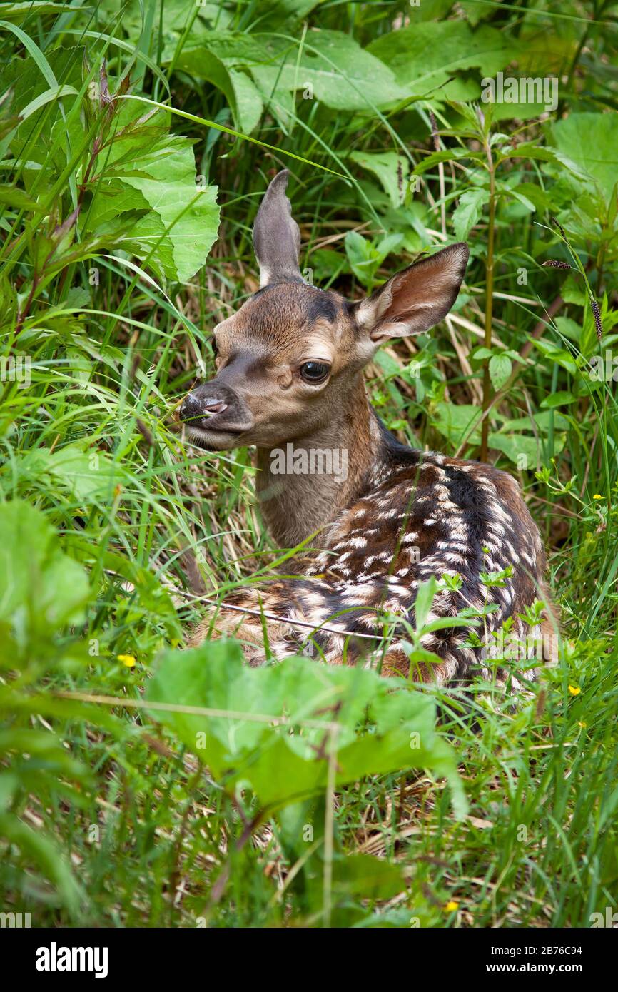 Vulnerable red deer calf with white spots hiding in tall green grass in spring Stock Photo