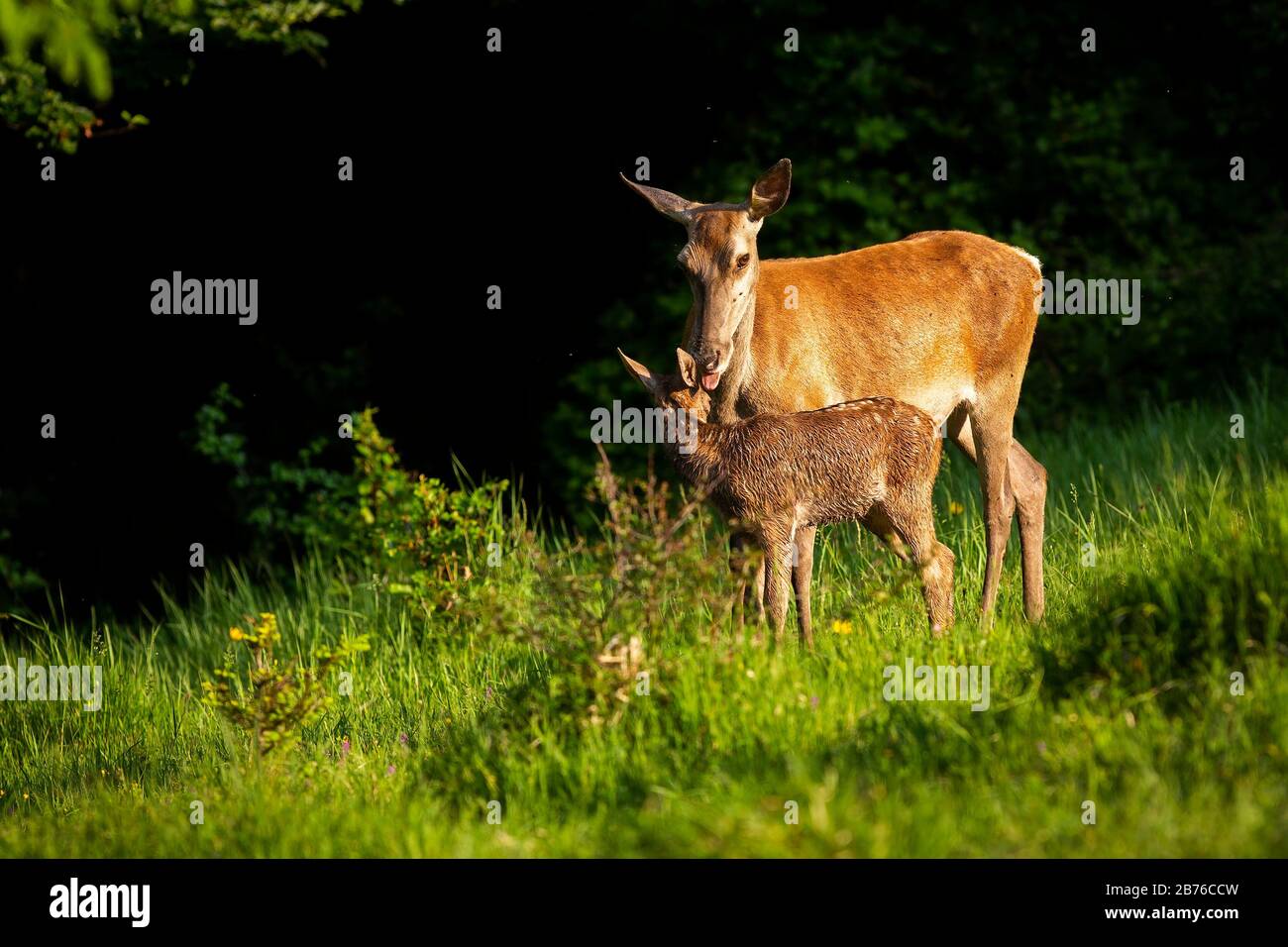 Gentle red deer hind licking fawn on green meadow at sunrise. Stock Photo