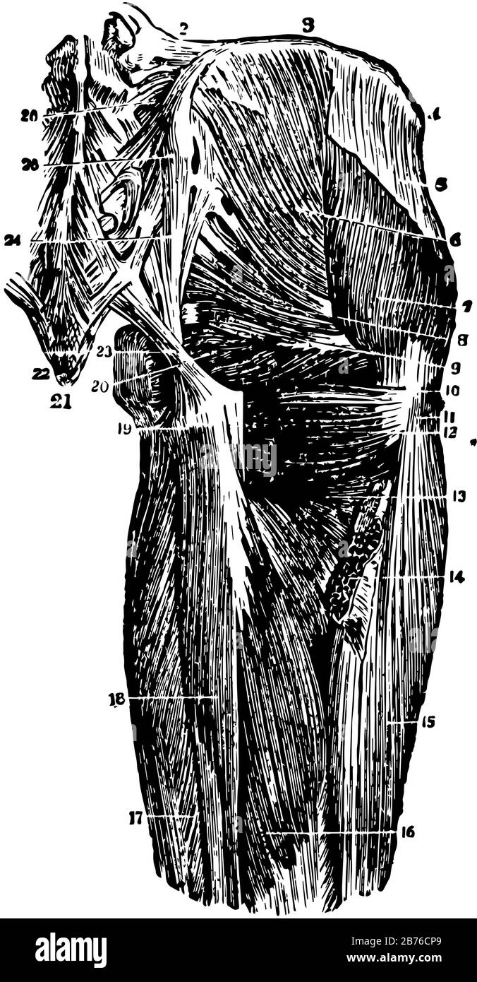 This illustration represents Deep Muscles of the Hip Joint, vintage ...