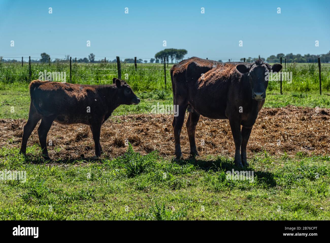 A cow and his calf standing in a countryside landscape with green grass ...