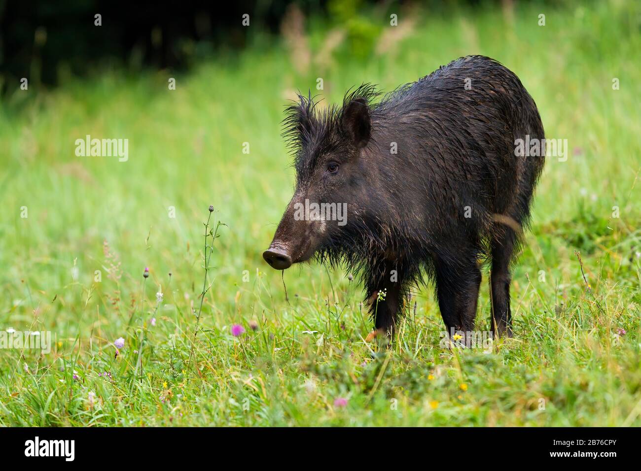 Unaware wild boar on hay field in wilderness looking aside with green background Stock Photo