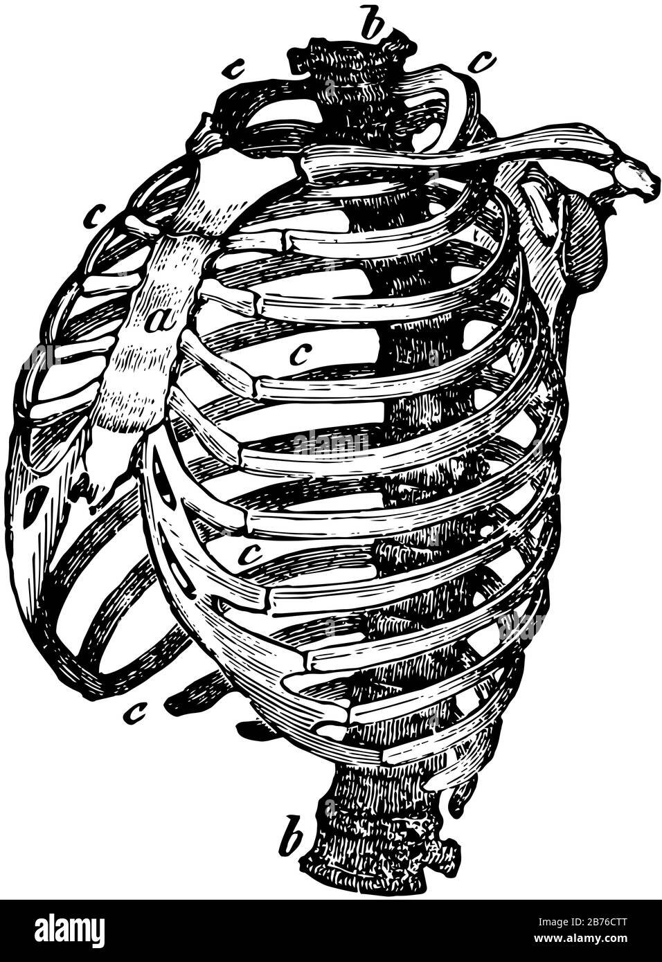 Скелет ребра