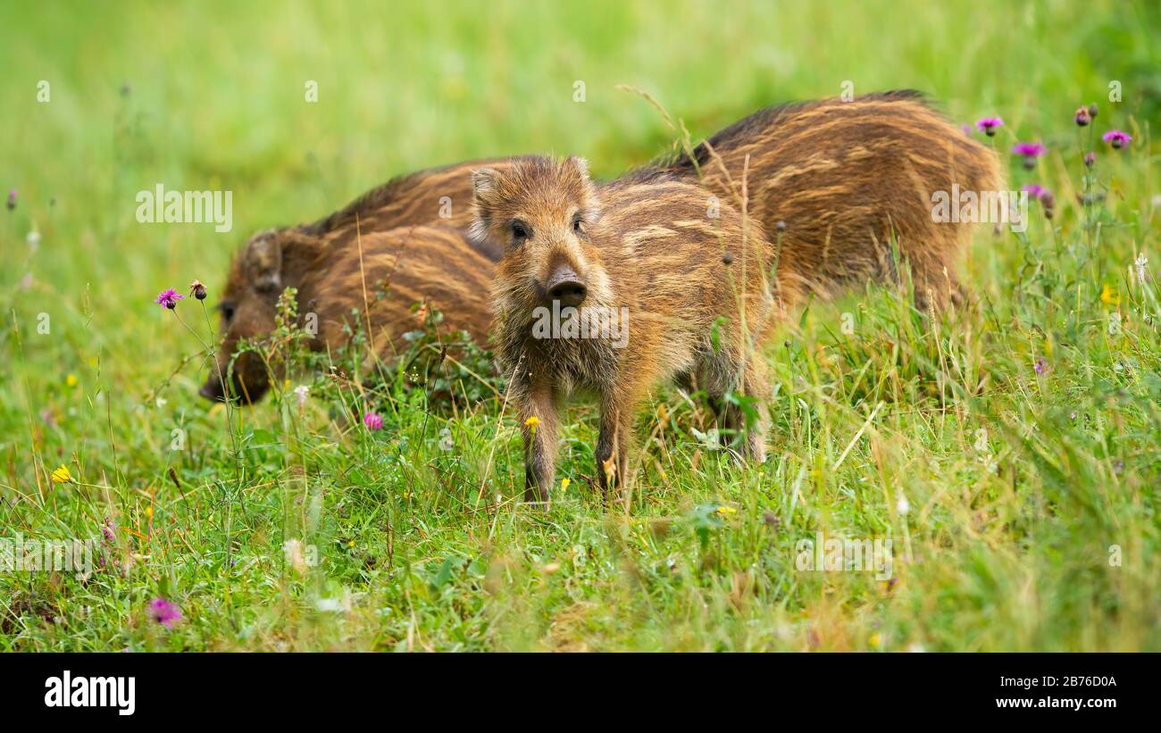 Group of cute wild boar piglets with brown stripes on green meadow in spring Stock Photo