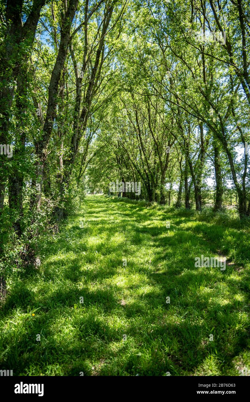 Between the Lines: Grass Between the Lines: Grass