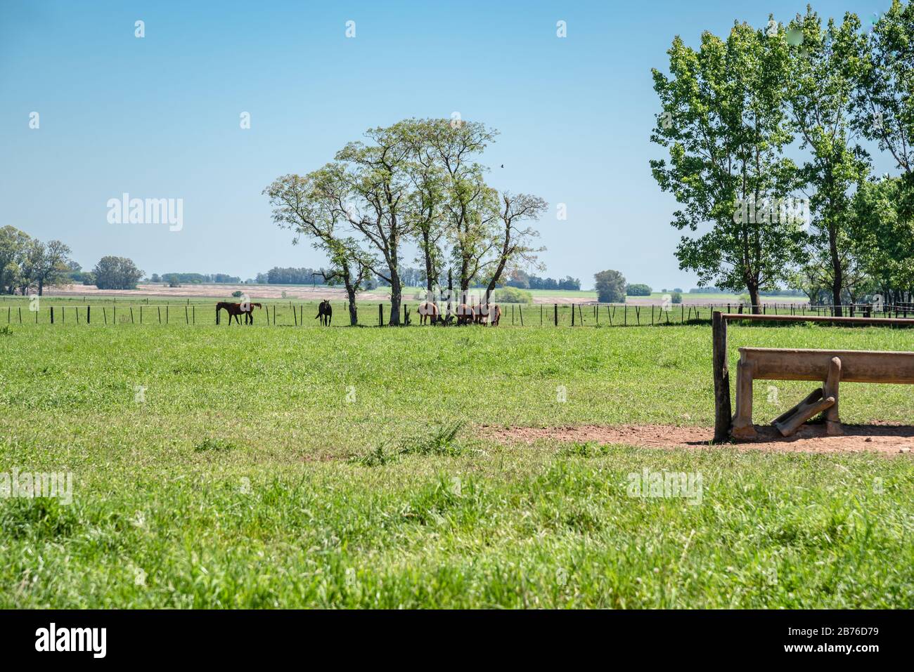 Haras in summer green grass and a sprue with horses grassing on the ...