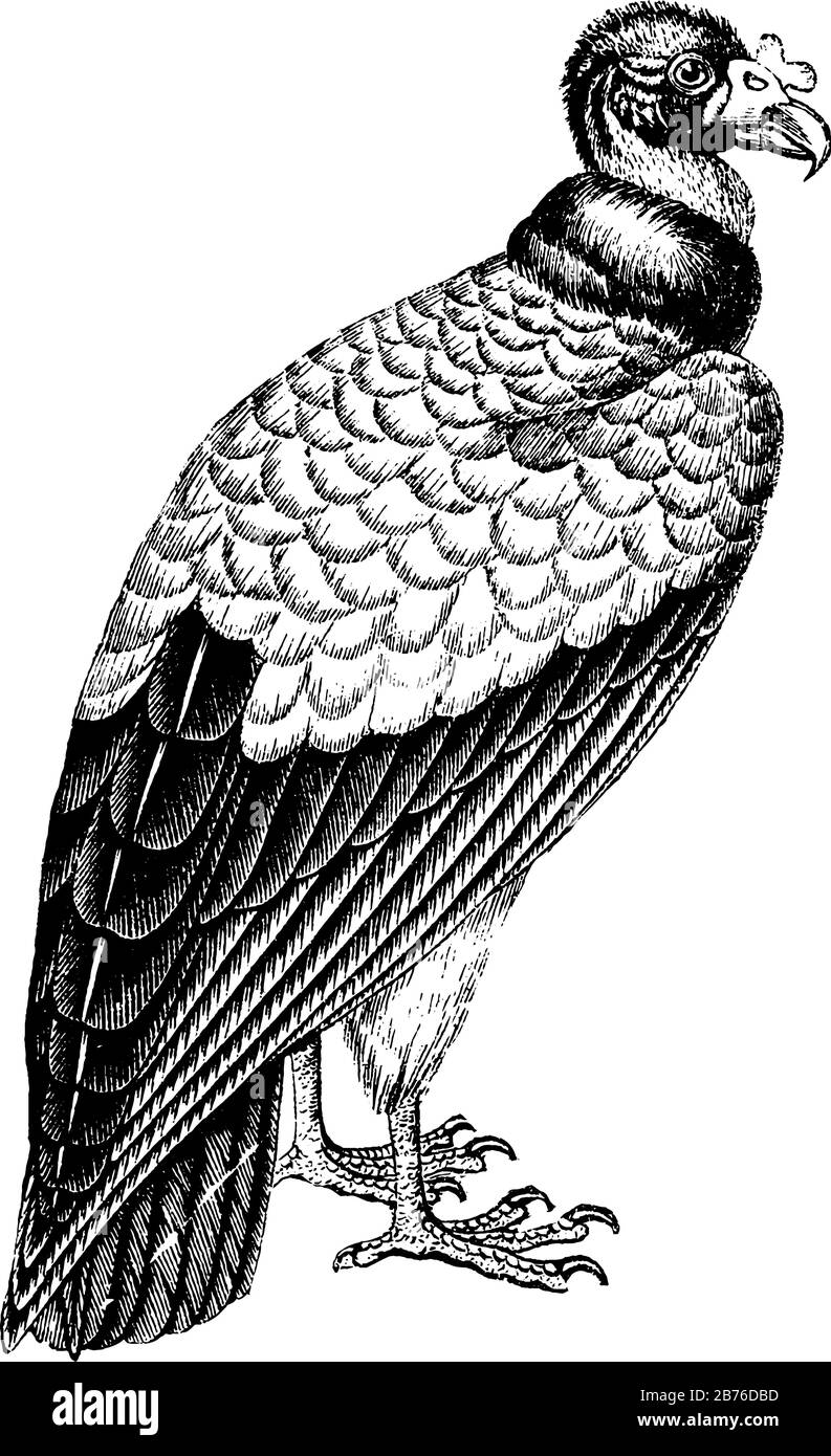 Vulture is a scavenging bird of prey, vintage line drawing or engraving  illustration Stock Vector Image & Art - Alamy