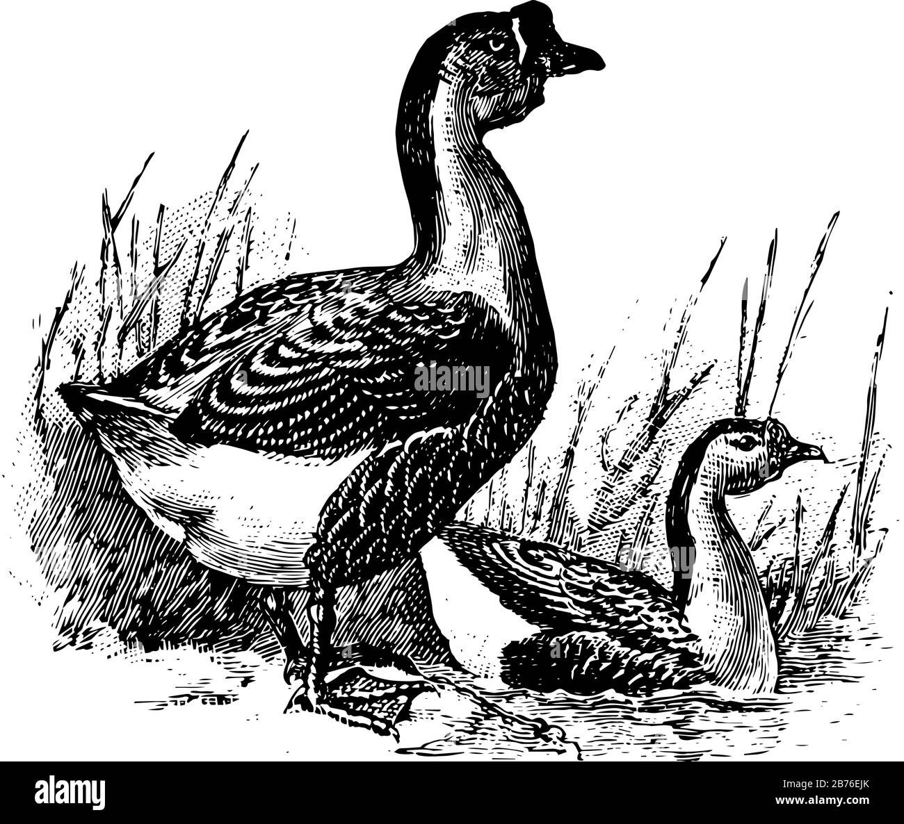 Cute Brown Chinese Goose Standing with Line Art Drawing, Animal