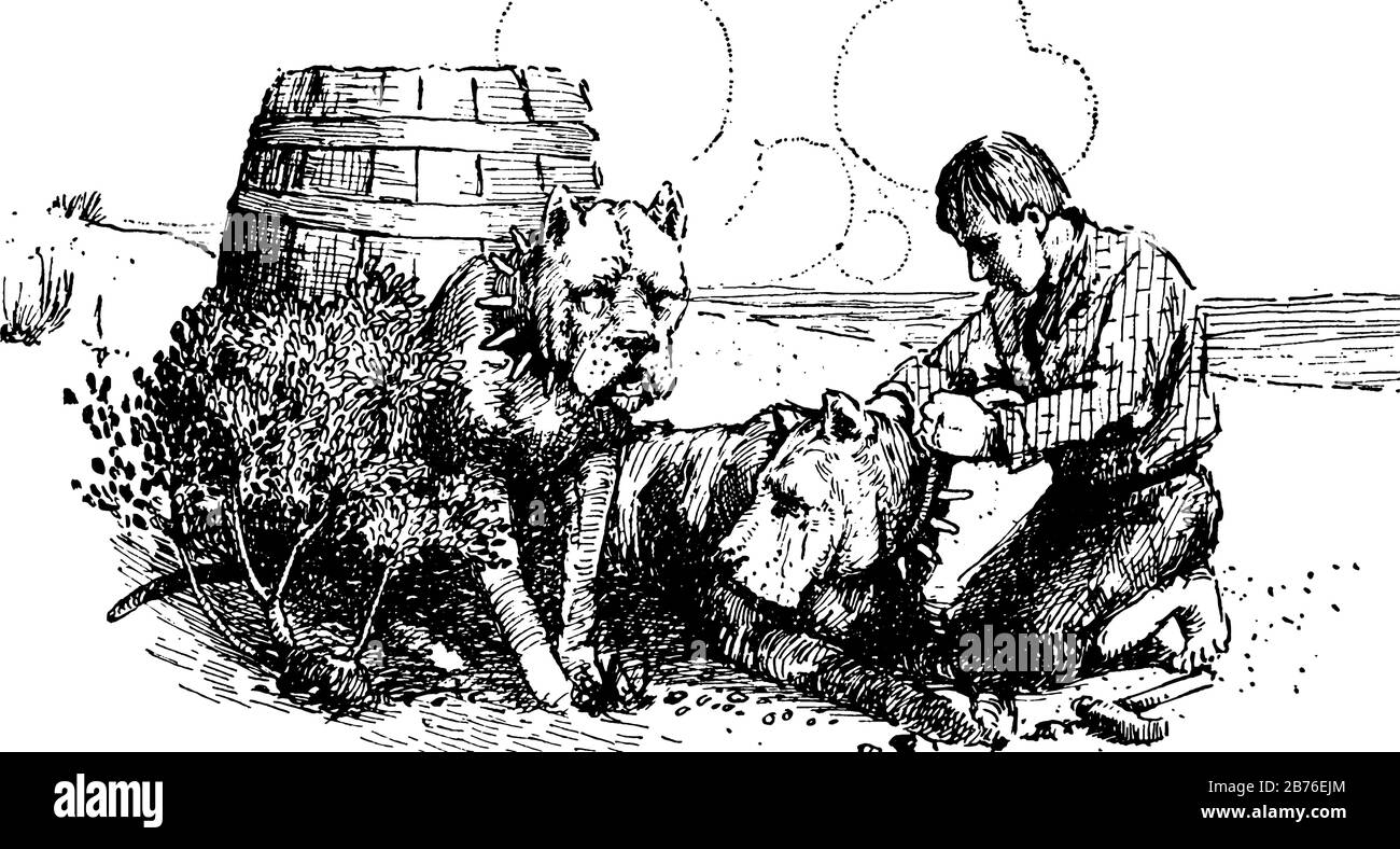 A man with two dogs, He putting belt around neck of dog, barrel behind dog, vintage line drawing
