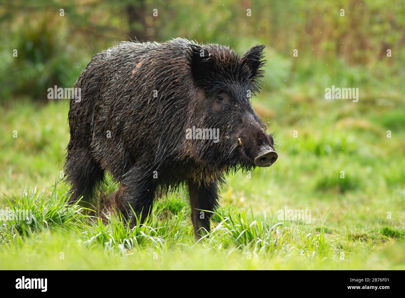 Simple Boar Black wild boar with tusks hi-res stock photography and images - Alamy