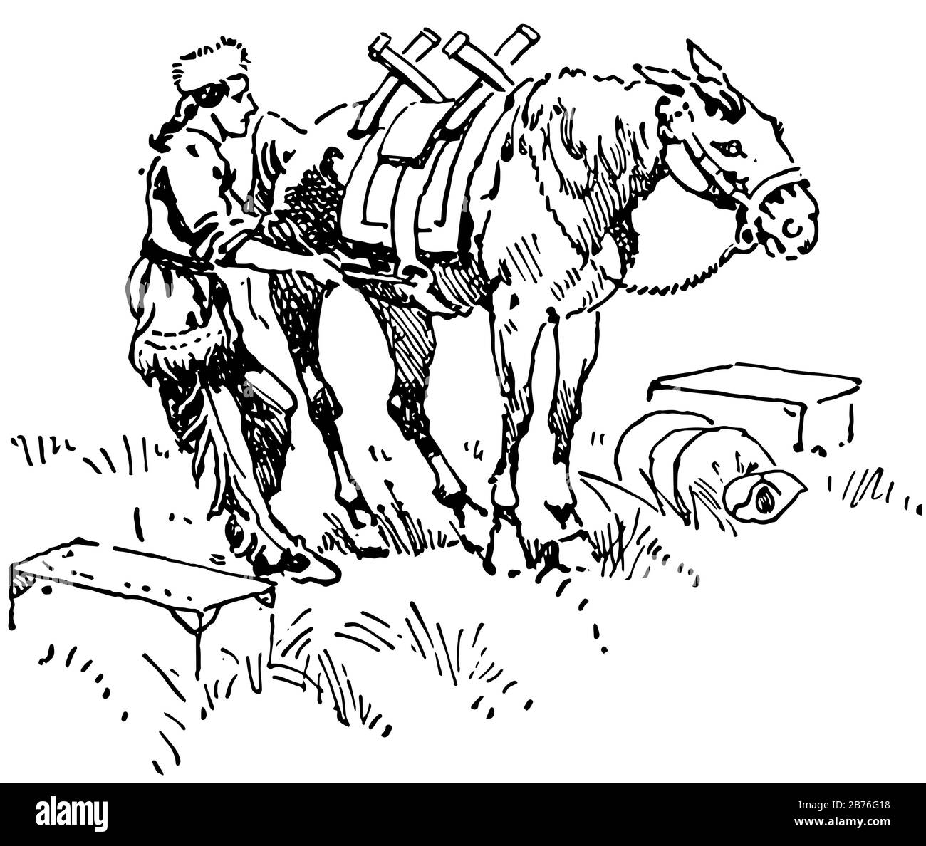 This illustration represents Pack Horse which used to carry loads, vintage line drawing or ...