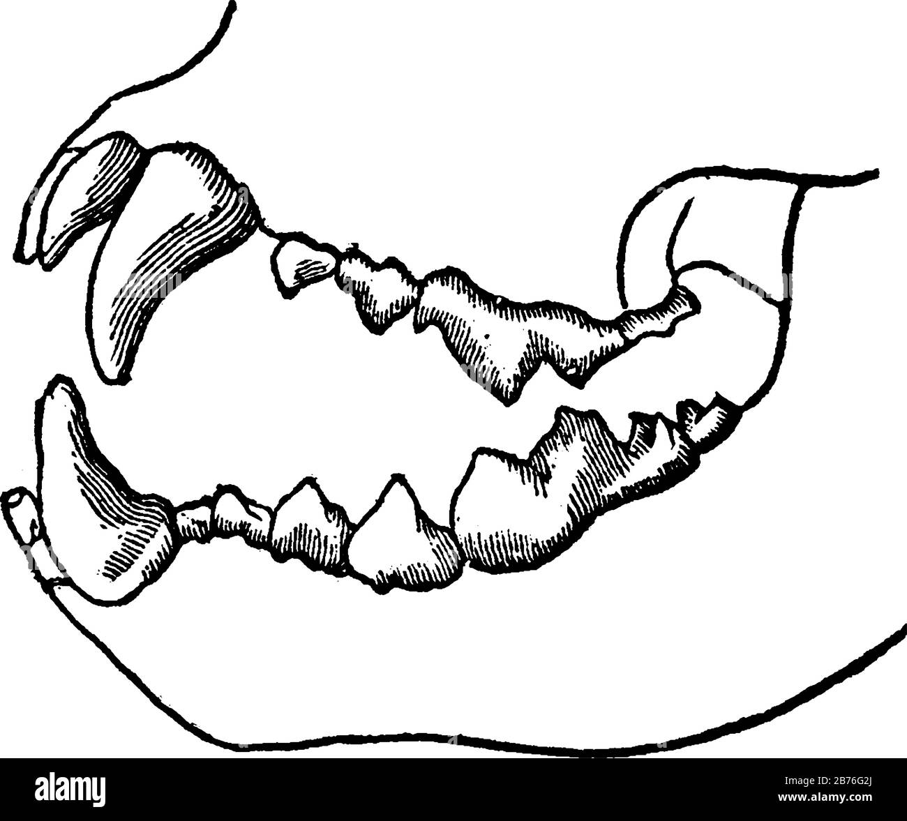 Carnivore teeth Black and White Stock Photos & Images - Alamy