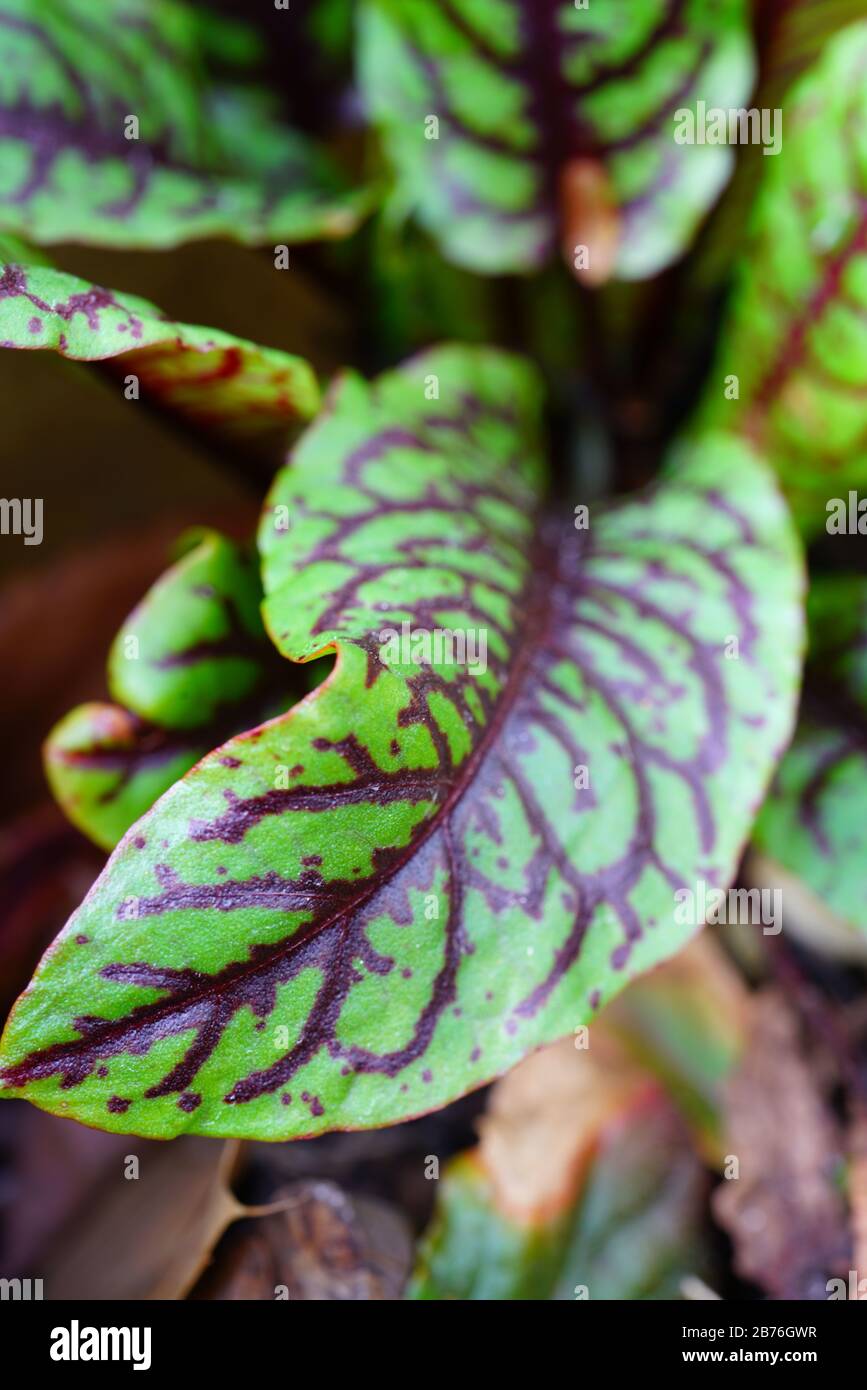 Green leaves with dark red veins of the blood dock red sorrel plant rumex sanguineus Stock Photo