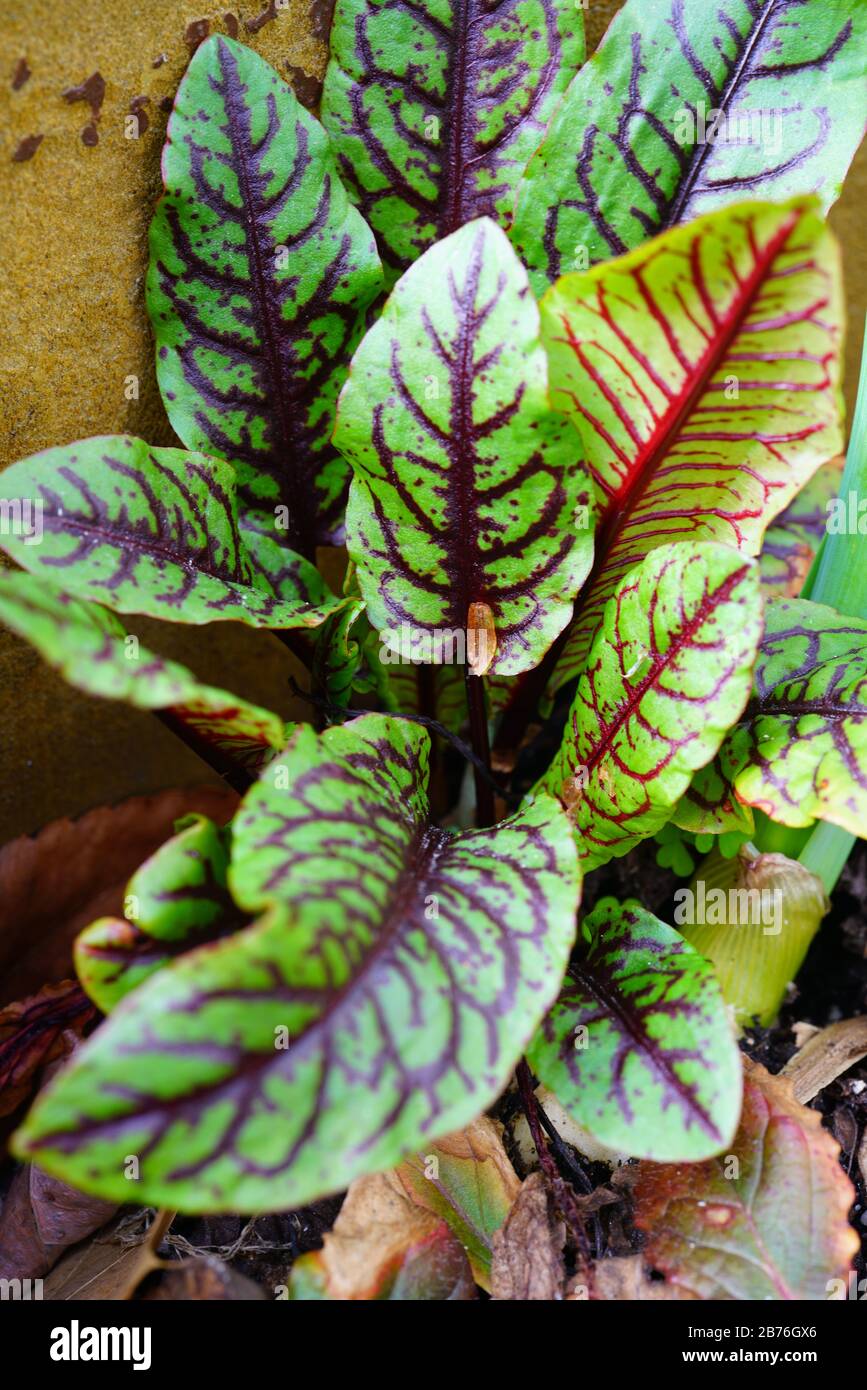 Green leaves with dark red veins of the blood dock red sorrel plant rumex sanguineus Stock Photo