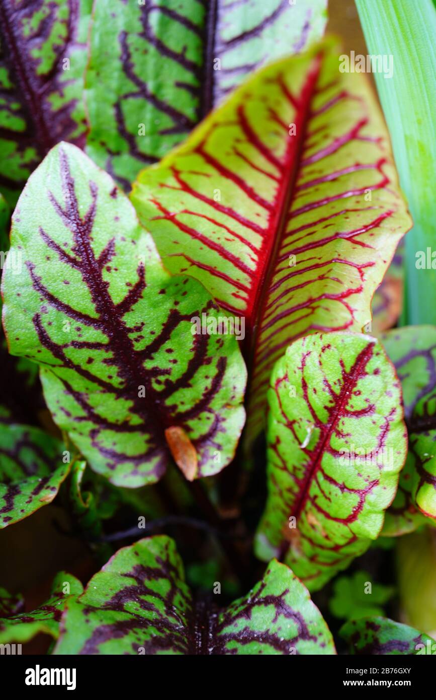 Green leaves with dark red veins of the blood dock red sorrel plant rumex sanguineus Stock Photo