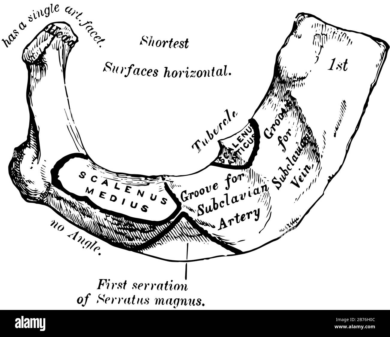 This illustration represents First Rib, vintage line drawing or
