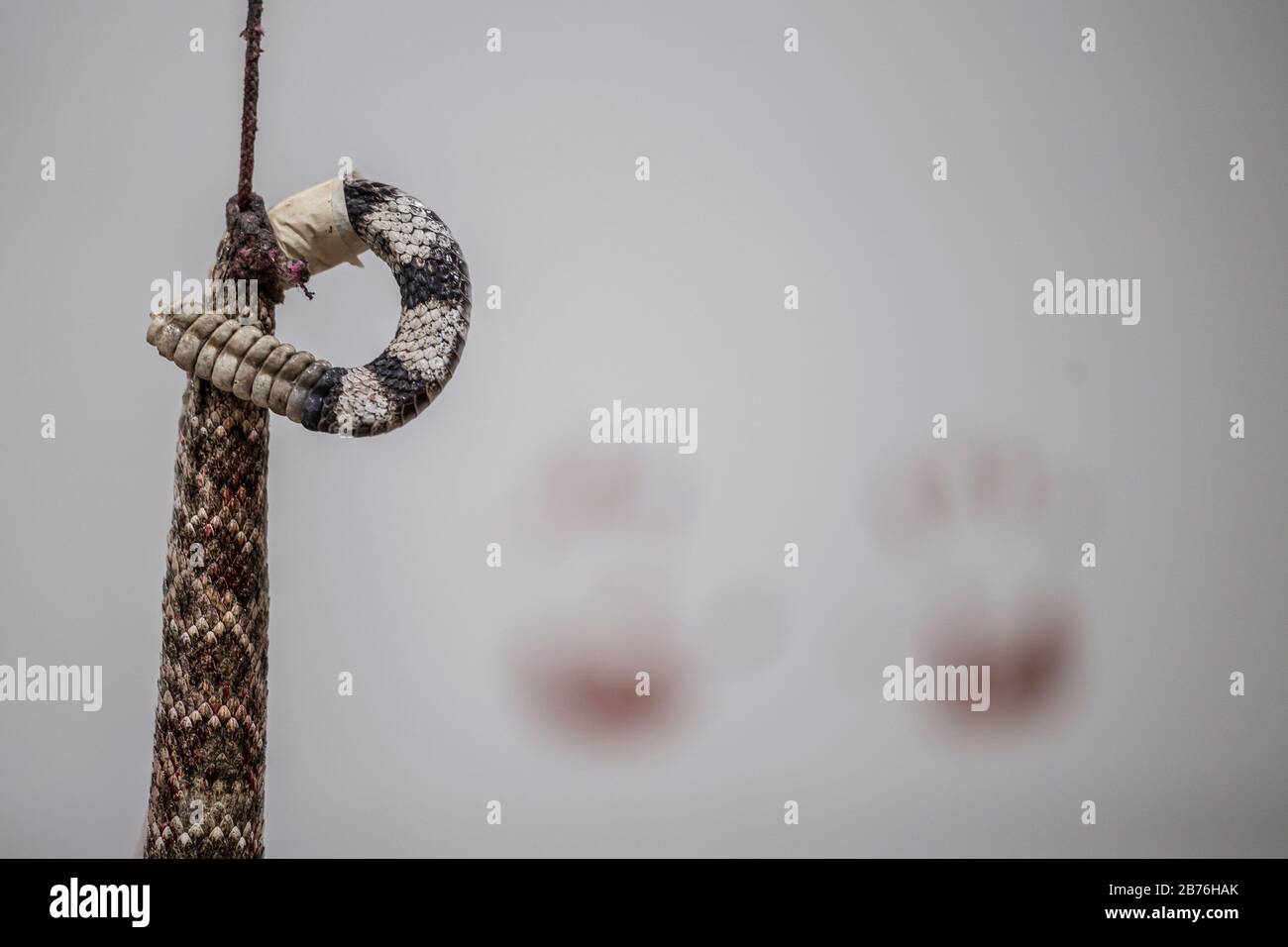 Rattlesnake Roundup High Resolution Stock Photography and Images Alamy