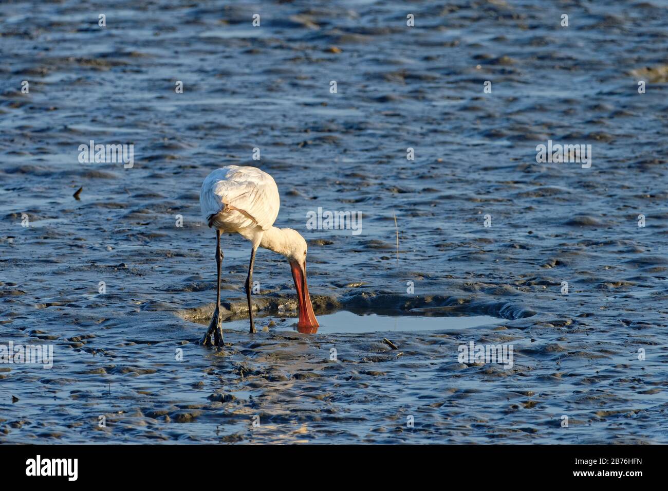 common spoonbill Platalea leucorodia feeding on mudflat, Fukuoka, Japan Stock Photo