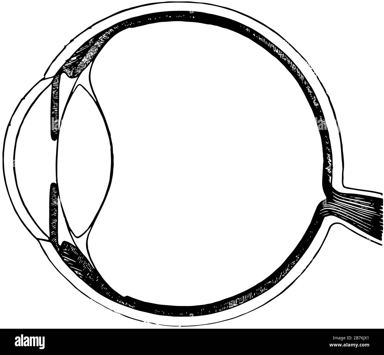 This illustration represents Vertical Section of the Eyeball, vintage ...