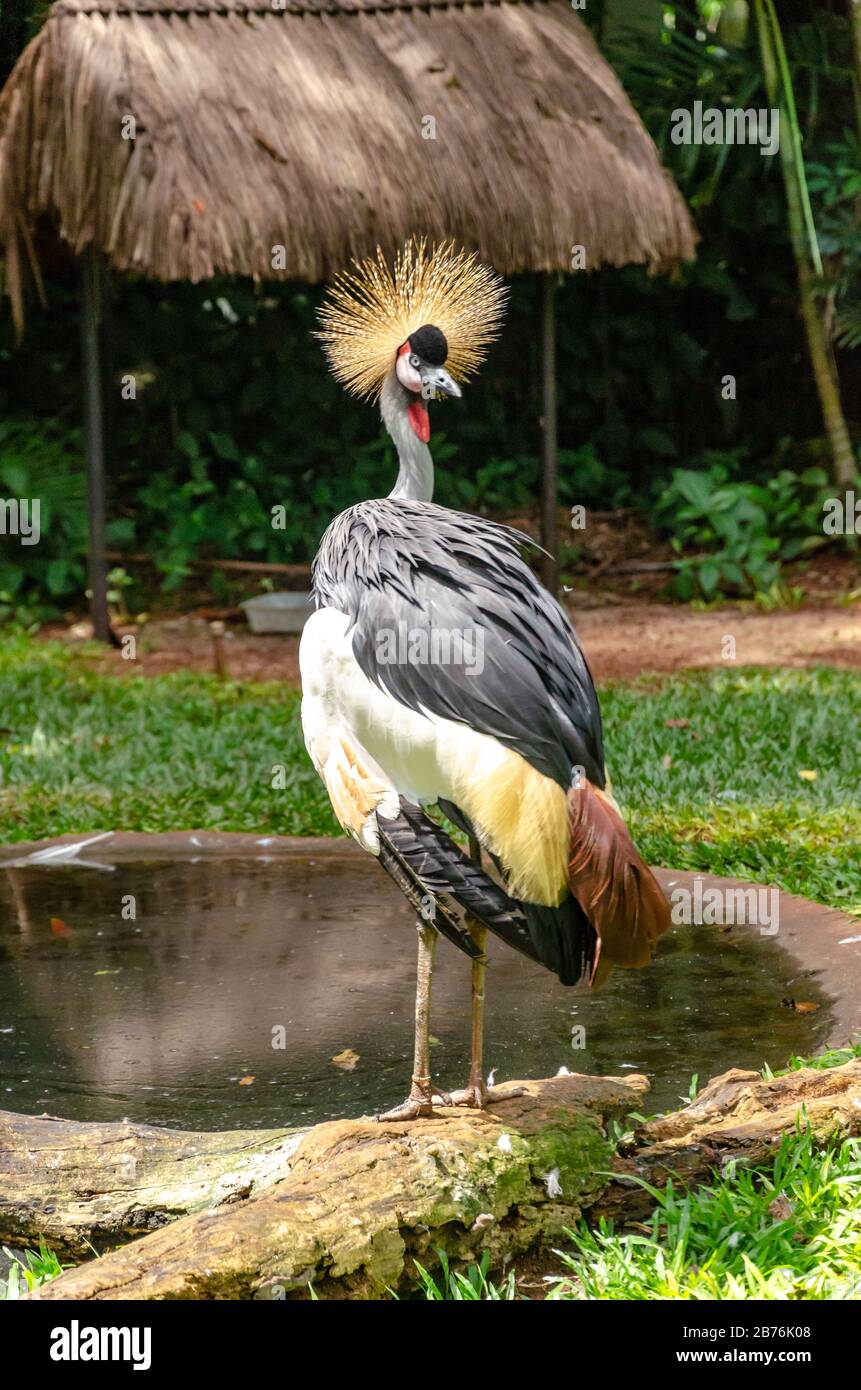 Balearica regulorum or Grey crowned crane standing next to a swam with the head looking back. A rustic roof on the back and green foliage surrounding Stock Photo