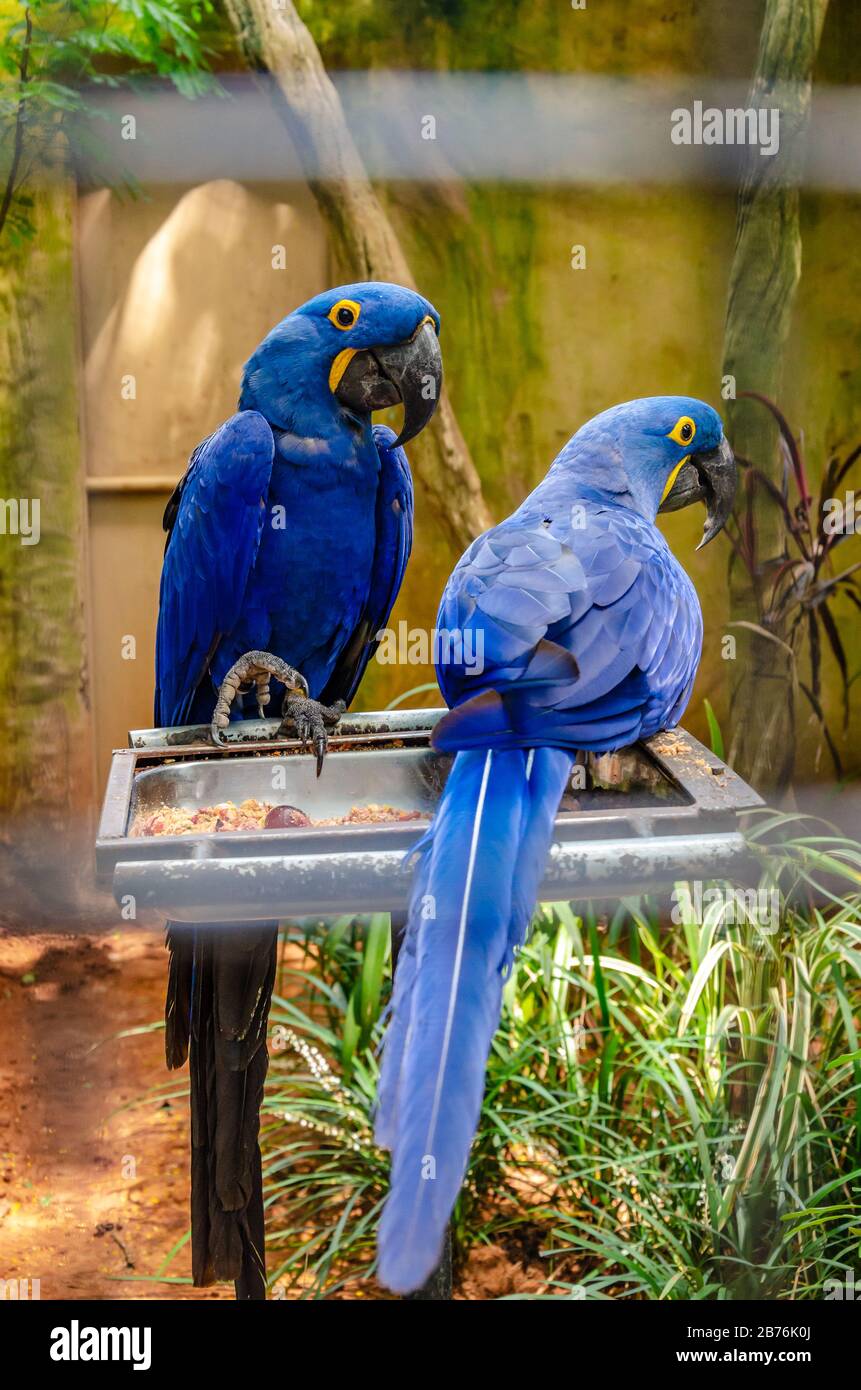 A couple of anodorhynchus or blue macaws with yellow eyes standing on a metal tray with a bar diffused on the front and the rest of the cage full of f Stock Photo