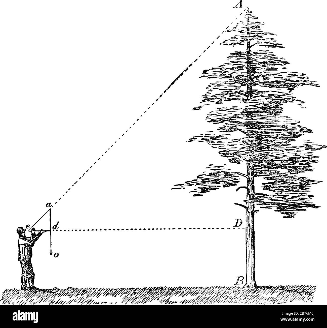 The picture depicts a man measuring the height of a tree by determining the angle and how far away he is standing, vintage line drawing or engraving i Stock Vector