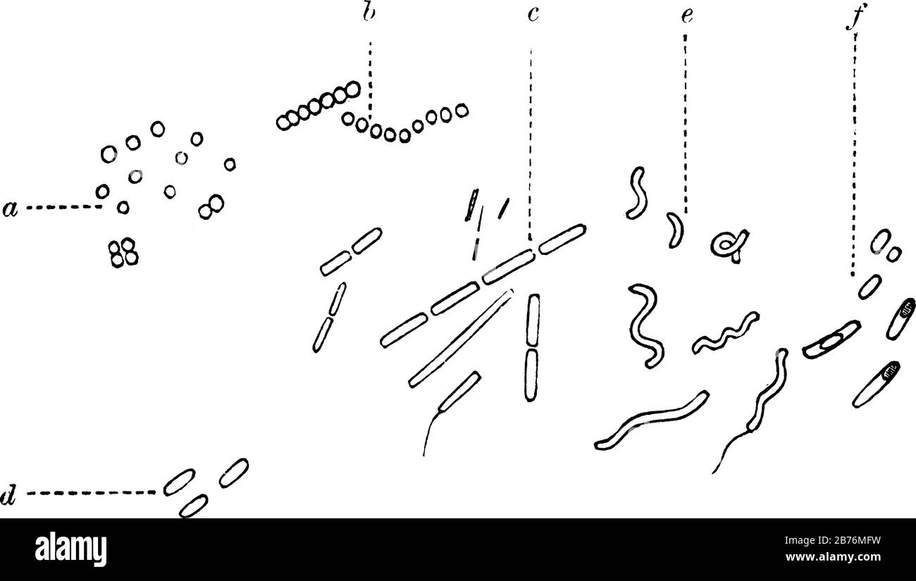 Labelled, a, micrococci arranged singly; in twos, diplococci; b, micrococci, in chains streptococci; c and d, bacilli of various kinds; and other, vin Stock Vector