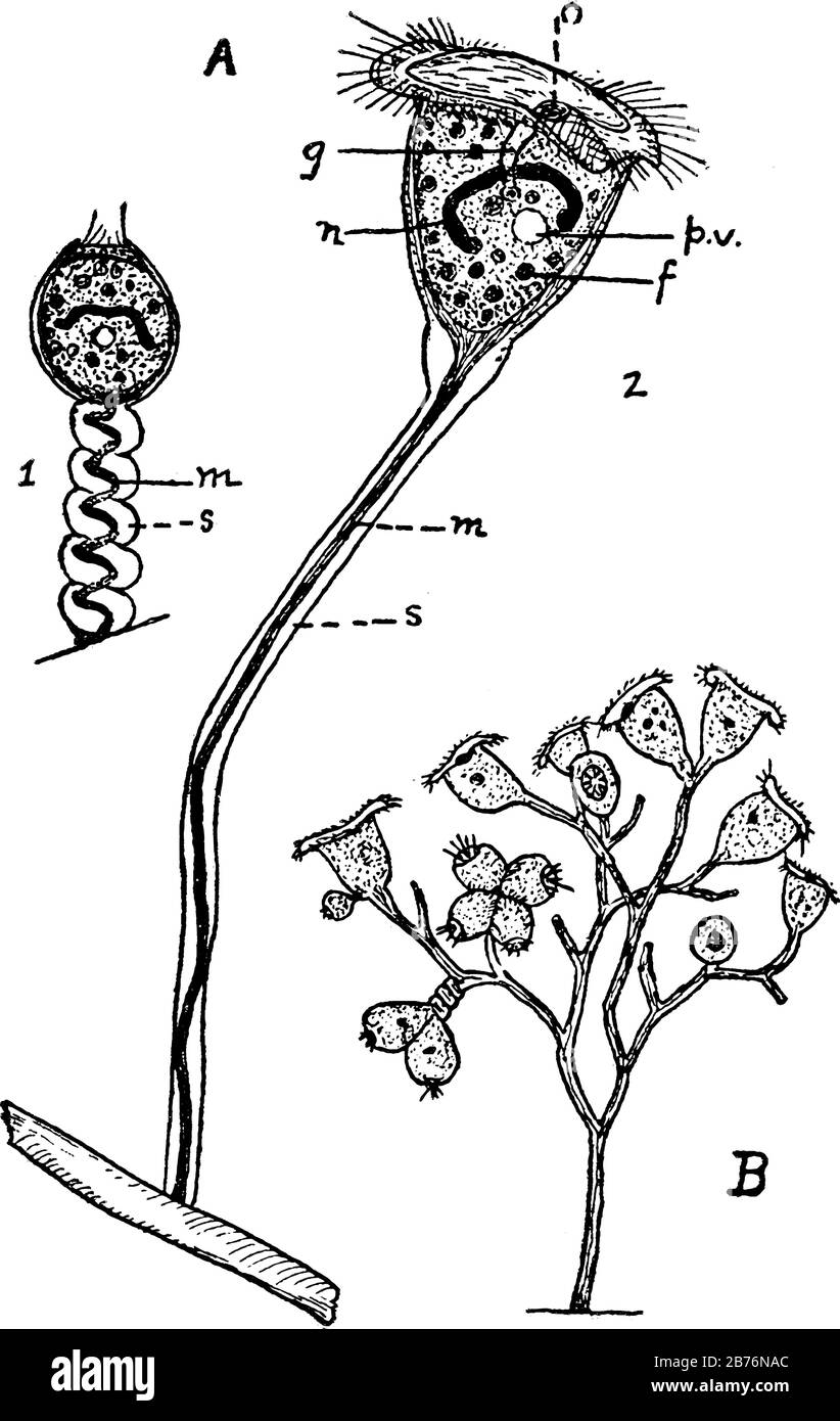 Labels: A, Vorticella, a stalked ciliate Infusorian; I, contracted; 2, extended. f, food vacuoles; g, gullet; m, contractile fibre (muscular); and oth Stock Vector