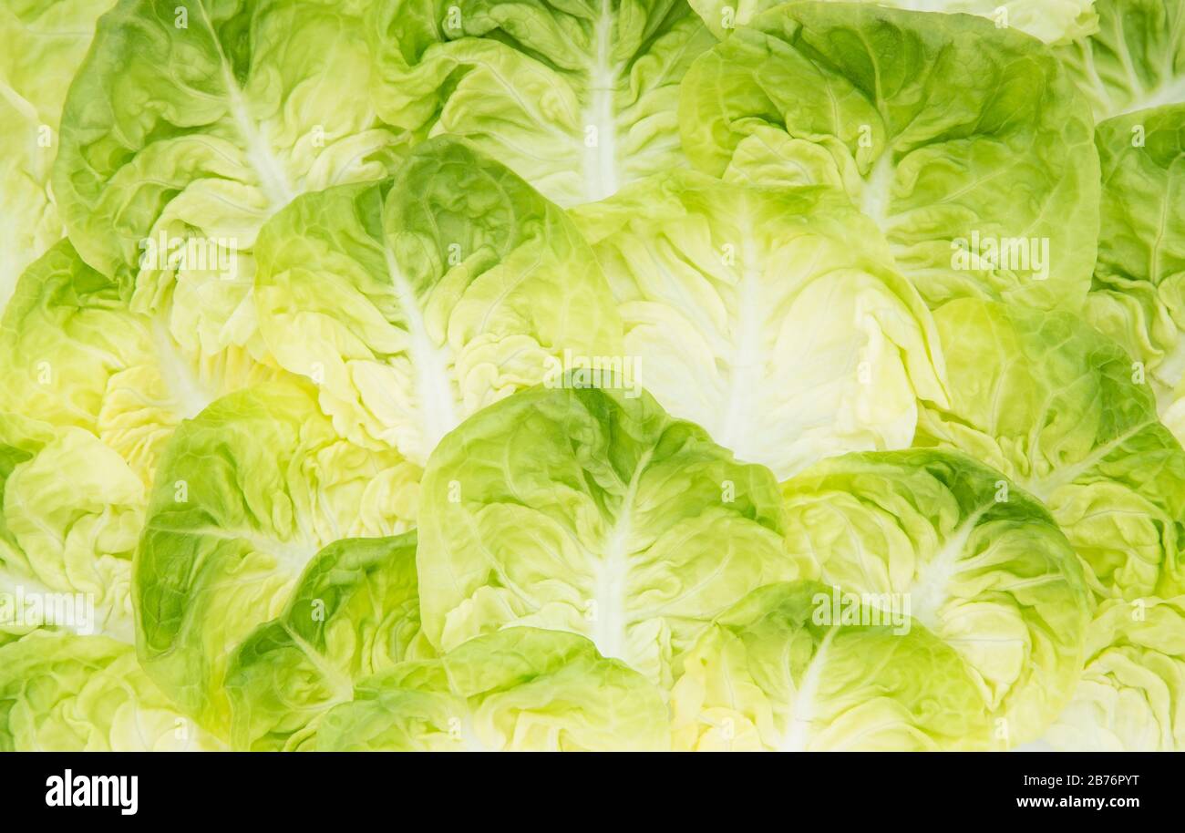 Fresh lettuce leaves as background Stock Photo