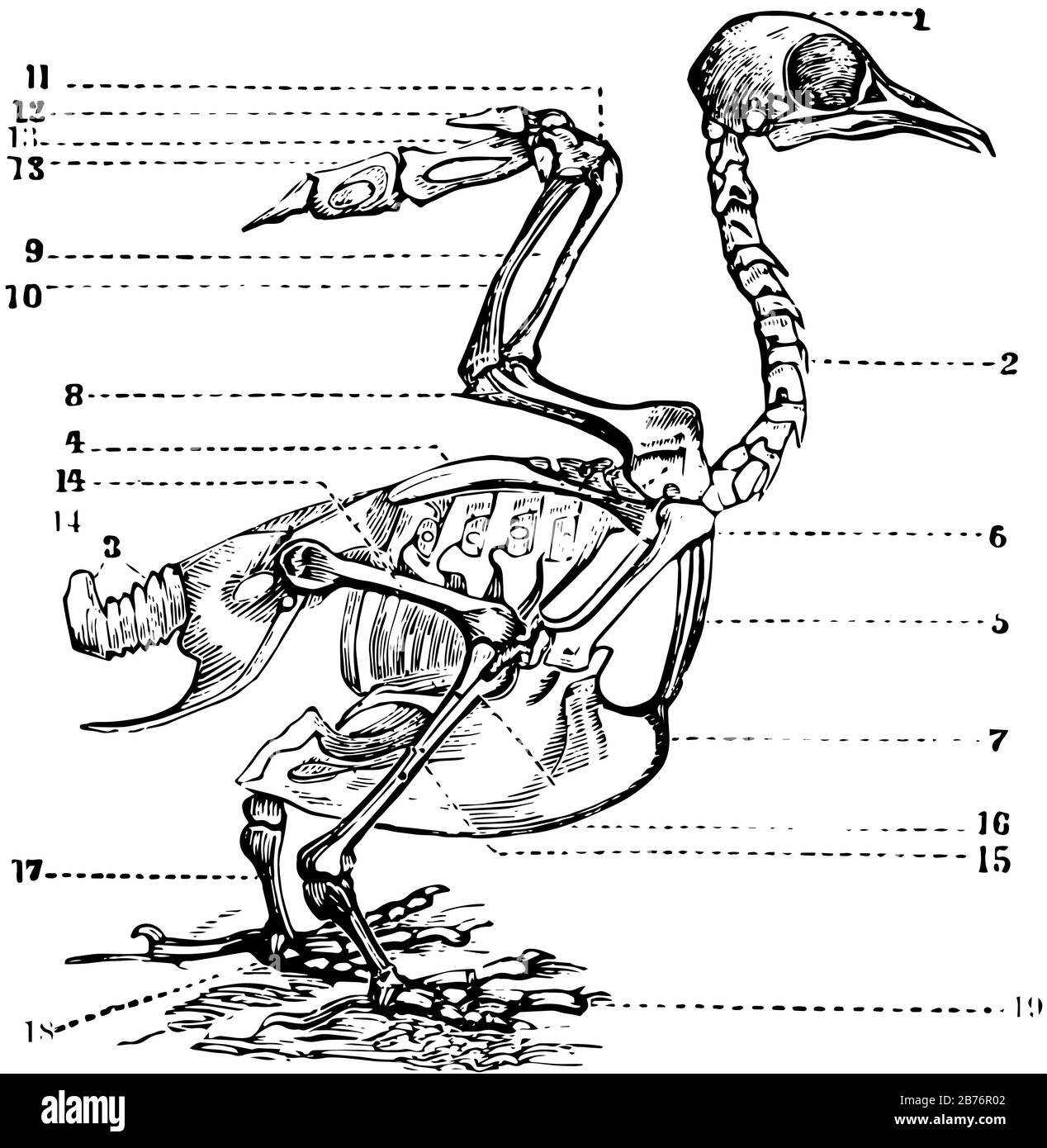 Строение шейного отдела птицы. Строение скелета курицы. Строение скелета утки. Скелет птицы анатомия. Скелет голубя.