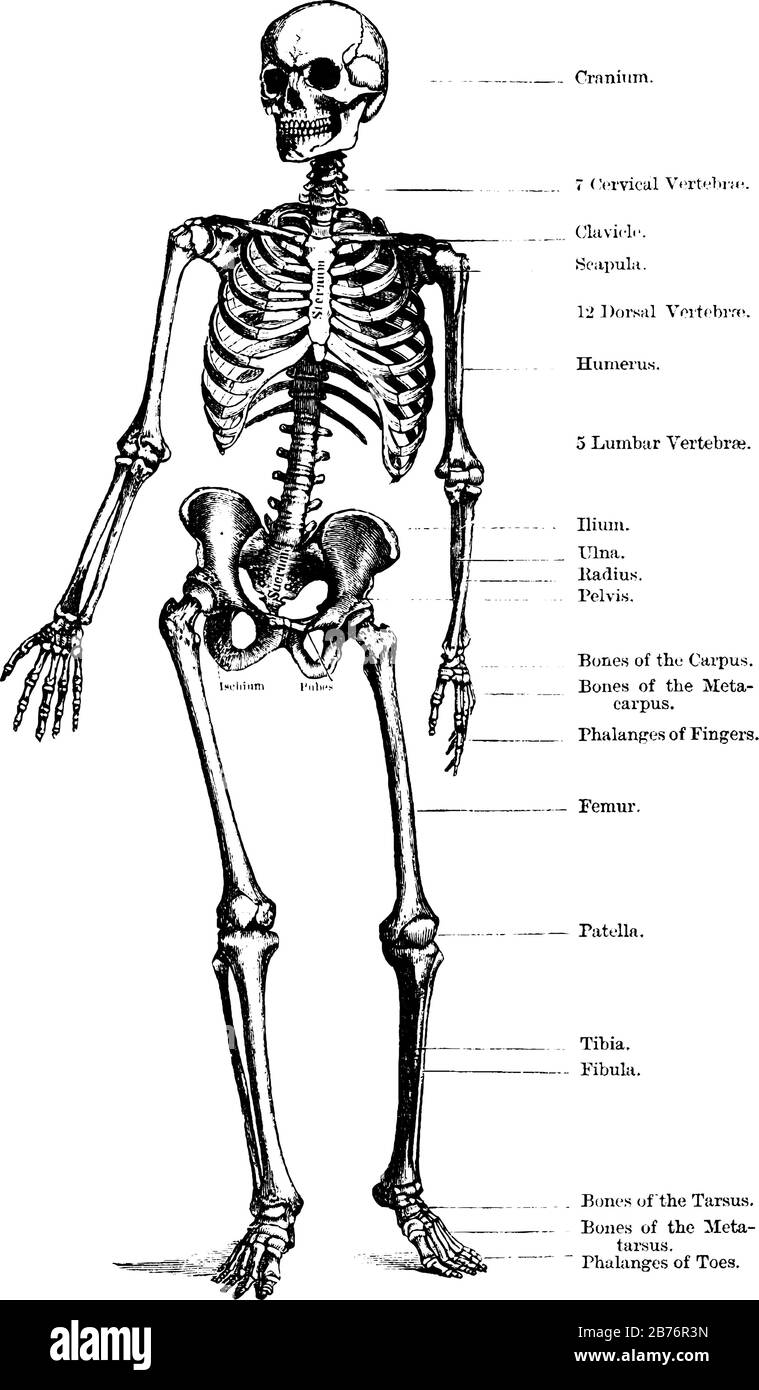 Human skeleton standing upright, vintage line drawing or engraving illustration. Stock Vector