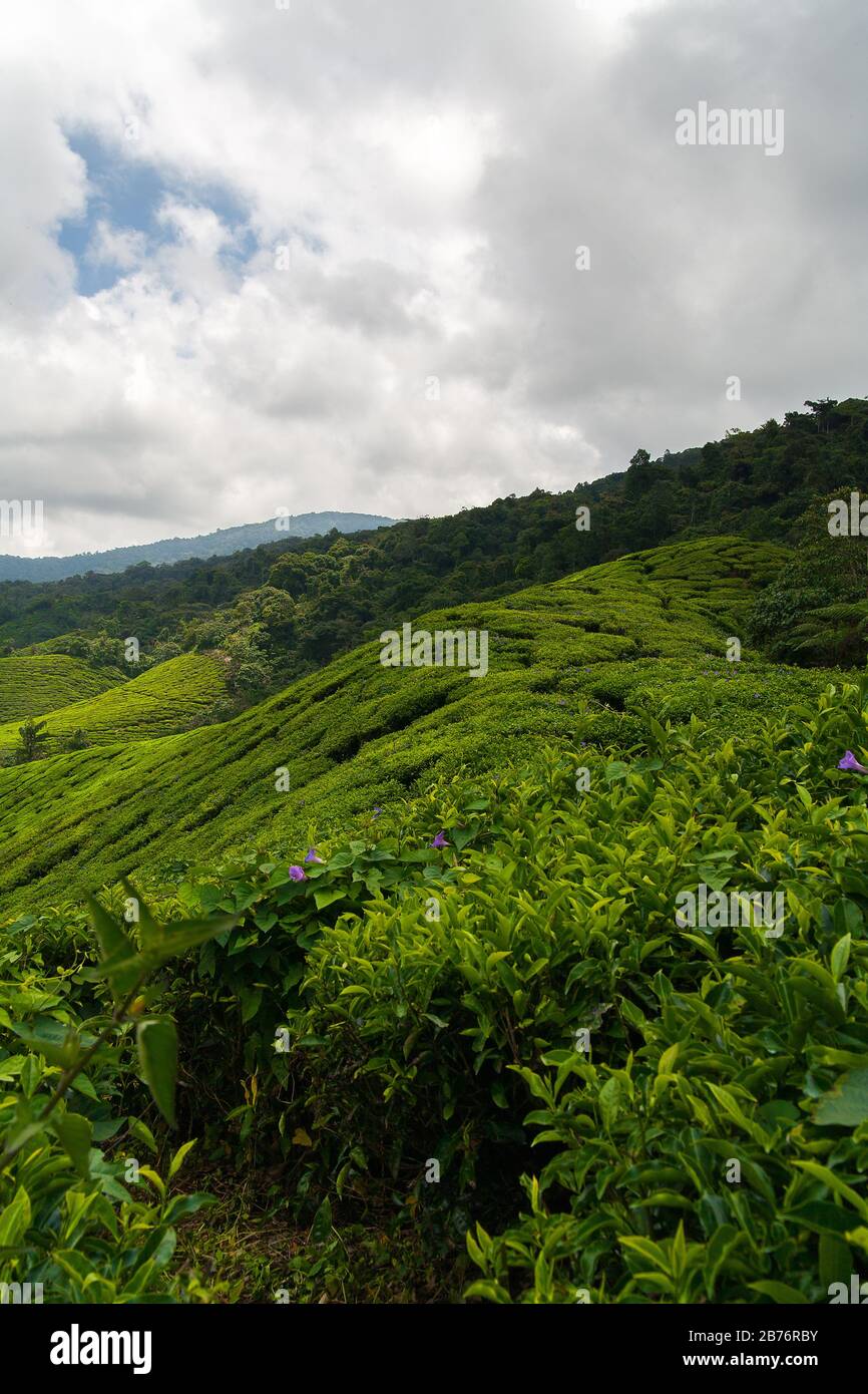 Boh Tea Plantation at Cameron Highlands Stock Photo - Alamy