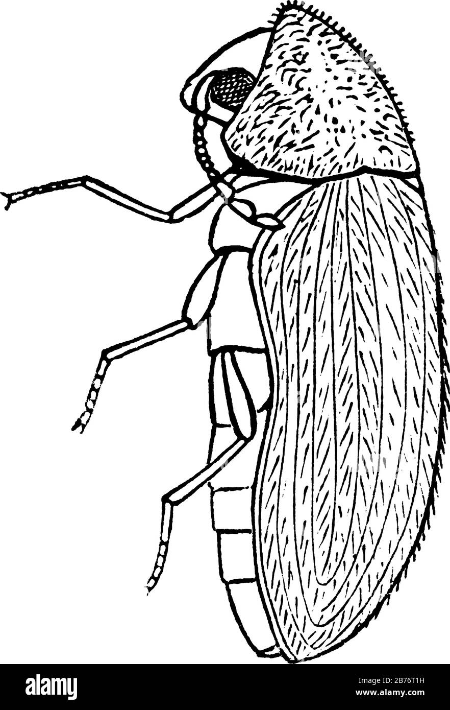 The adult of the drugstore beetle, side view, that have antennae ending in 3-segmented clubs, and grooves running longitudinally along the elytra, vin Stock Vector